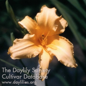 Daylily Dwayne's Gold